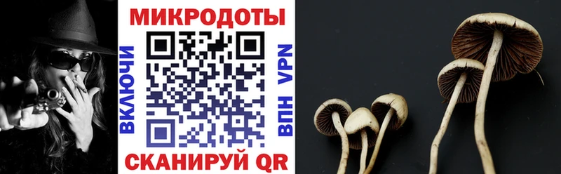 мега   Курган  Псилоцибиновые грибы Psilocybine cubensis 